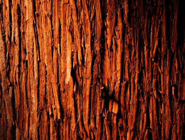 BEEDANCE tree