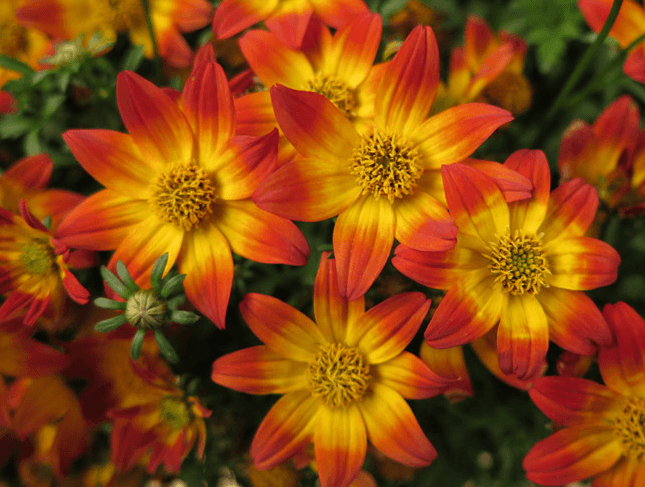 Beedance painted red | Hybrid bidens
