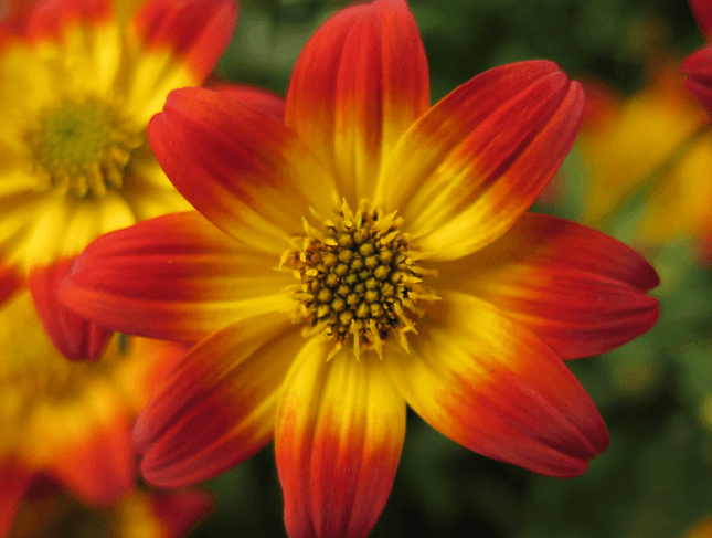 Beedance painted red | Hybrid bidens