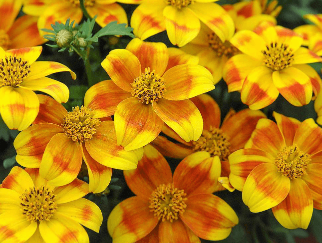 Beedance painted yellow | Hybrid bidens