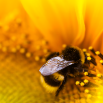 Bees and butterflies love beedance Bees and butterflies love beedance