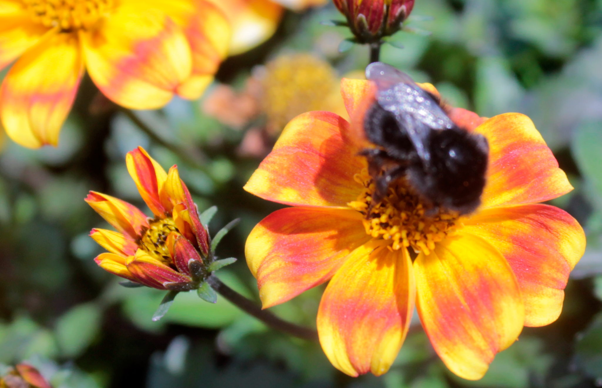 Beedance® Bee Friendly Environmentally Friendly Bidens Hybrids 